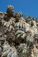 LR05 Aztekium hintonii.jpg