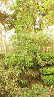 CGL4775 Lycianthes rantonnetii.JPG