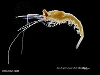 ME006 Z 0183 Stylocheiron longicorne.jpg