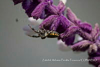 ZAPF0169 Paraphidippus sp..jpg