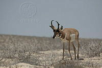 MASM00152 Antilocapra americana.jpg