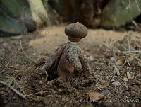 OEHN0041 Geastrum fornicatum.jpg