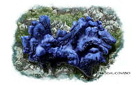 NE018 1053 Hymeniacidon caerulea.jpg