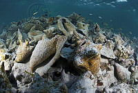 Aliger gigas_1.jpg