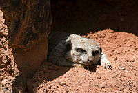 NBA03 Suricata suricatta.jpg