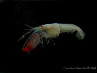 CMGV0125 Synalpheus digueti.jpg