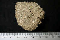 CADR401 Glyptotherium floridanum.jpg