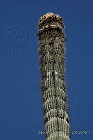 MGplan0038 Cephalocereus totolapensis.jpg