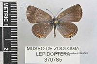 JF018 0764 Cupido comyntas.jpg