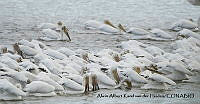 AAKVDH 0546 Pelecanus erythrorhynchos.JPG