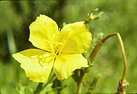 2759 Oenothera pubescens.jpg