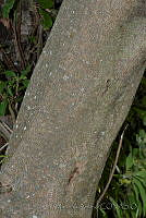 EMA023 Hamelia xorullensis.jpg