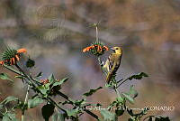 ZAPF0207 Icterus sp..jpg