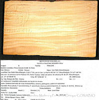 CMyFO 01012 Pinus teocote.JPG