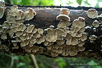 IPM001 Crepidotus cesatii.jpg