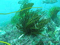 RRR0072 Halidrys dioica.JPG