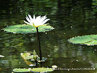 MEGA 0850 Nymphaea elegans.JPG