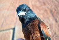 MGaves 141 Icterus spurius.jpg