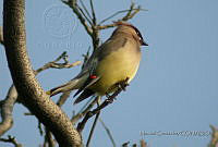 MGaves 609 Bombycilla cedrorum.jpg
