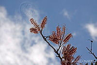  CGL2504 Grevillea robusta.jpg