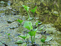MEGA 0164 Echinodorus berteroi.JPG