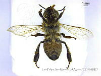 LFSMCA0073 Apis mellifera.jpg