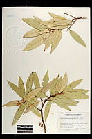 102087 Quercus hypoleucoides.jpg