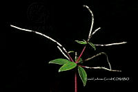 Zongo 0413 Peperomia barbinodis.jpg