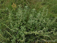 PTL1637 Marrubium vulgare.jpg