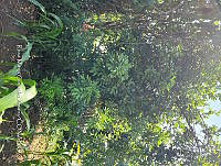 SG019 0093 Trichilia havanensis.jpg