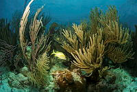 IDG1632 Haemulon flavolineatum.jpg