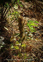 FBA1444 Phaseolus.jpg