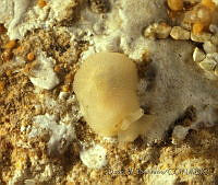 DP014-30 Berthella strongi.jpg