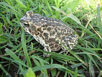 RCF0023 Incilius marmoreus.jpg