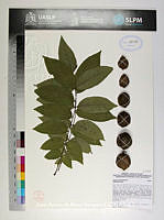 JAdNV0315 Juglans mollis.JPG