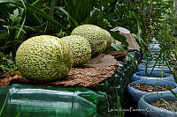 LRP1082 Cucurbita sp..jpg