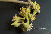 ME010 KV 00942 Morisonia americana L., 1753_.JPG