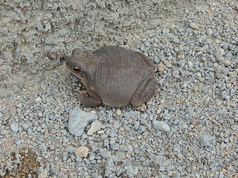 JLE0002%20Anaxyrus%20punctatus.jpg.jye664r0Md13p6VhQA3g0JtbmFja29CbnFuZ3NAbXJ6LGtwZwA.ijIZjZaiyP