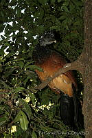 EGP0020 Crax rubra.jpg