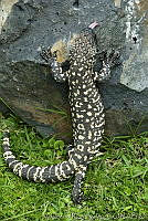 ARS00650 Heloderma horridum.jpg