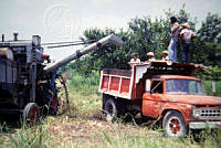 FGM0010 Zea mays.JPG