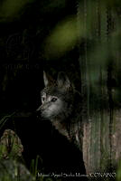 MASM06368 Canis lupus baileyi.jpg