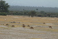 QE005 0095 Cynomys mexicanus.jpg