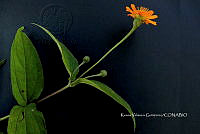 Yolox 2991 Lasianthaea crocea.jpg