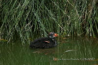PRB0254 Gallinula galeata.jpg