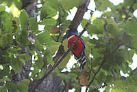 XVP0003 Trogon mexicanus.jpg