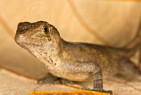 ECA0159 Anolis naufragus.jpg