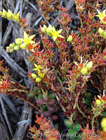 OTV6020 Sedum sp..jpg
