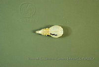VMS-CD0212 Sorex saussurei.JPG