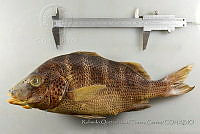 RQTG1309 Haemulon sexfasciatum.jpg